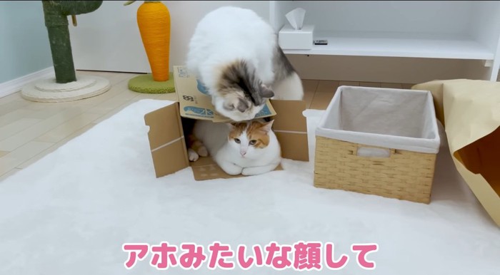 段ボールに乗る猫