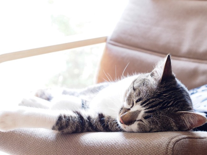 椅子で眠る猫