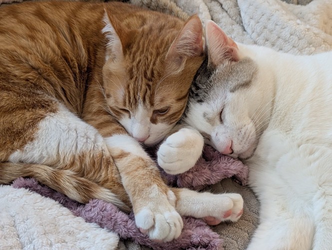 くっついて寝る2匹の猫
