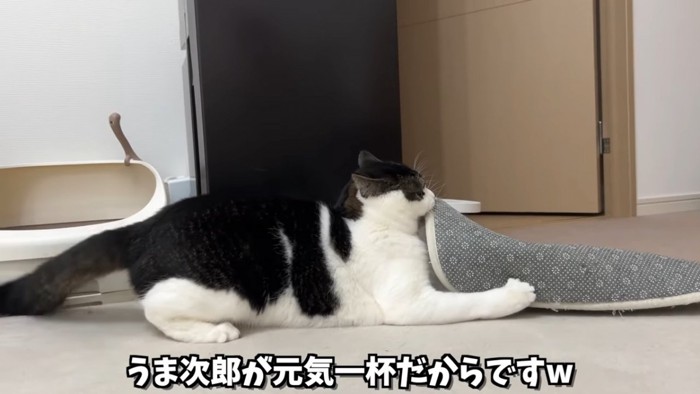 カーペットを噛む猫