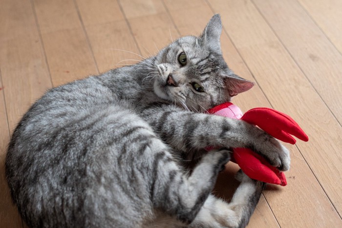 けりぐるみで遊ぶ猫