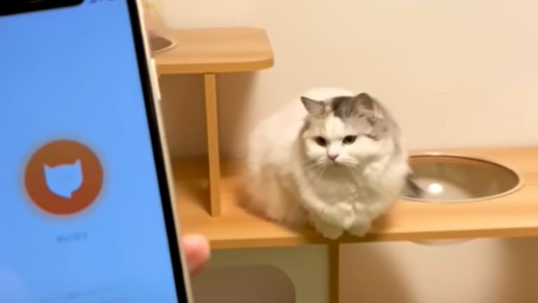 猫とスマホ