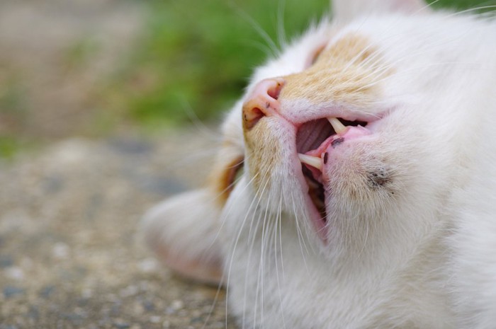 寝転んで口を開ける猫