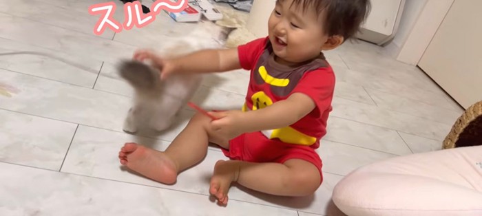 猫じゃらしを持っている赤ちゃんと子猫