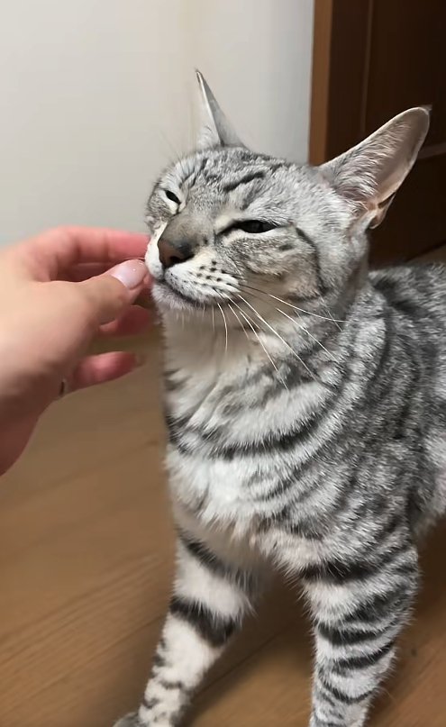 目を閉じ気味で撫でられている立った猫の上半身