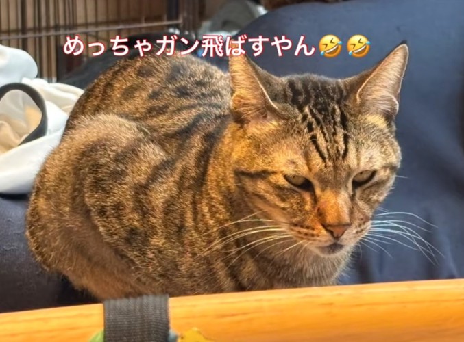 睨みつける猫