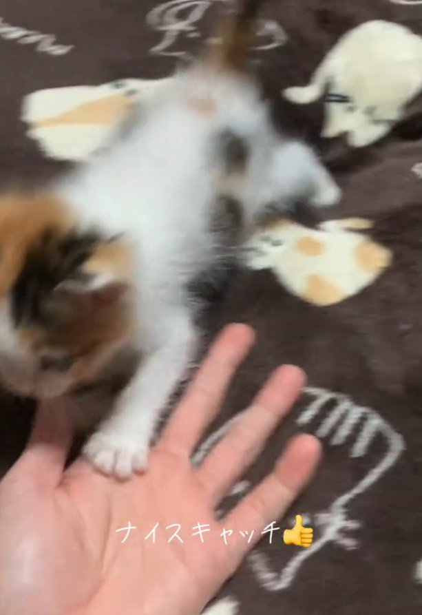 歩き出す子猫