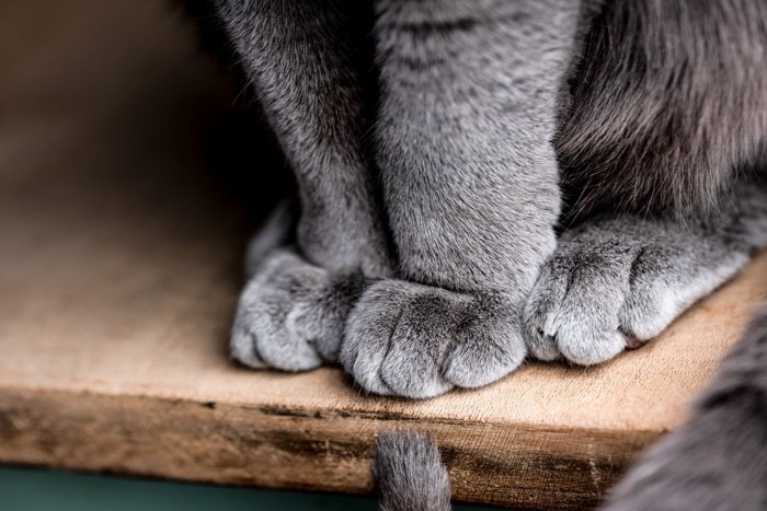 お座りしている猫の前足