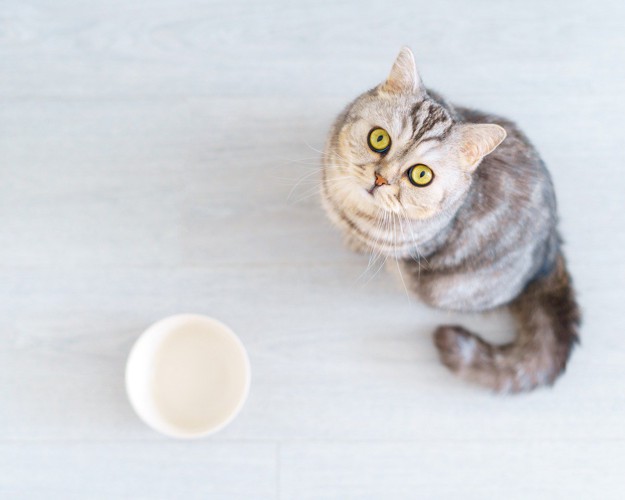 ごはんくださいの猫
