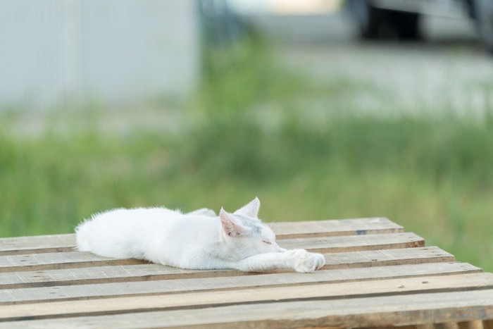 すのこに寝ている猫