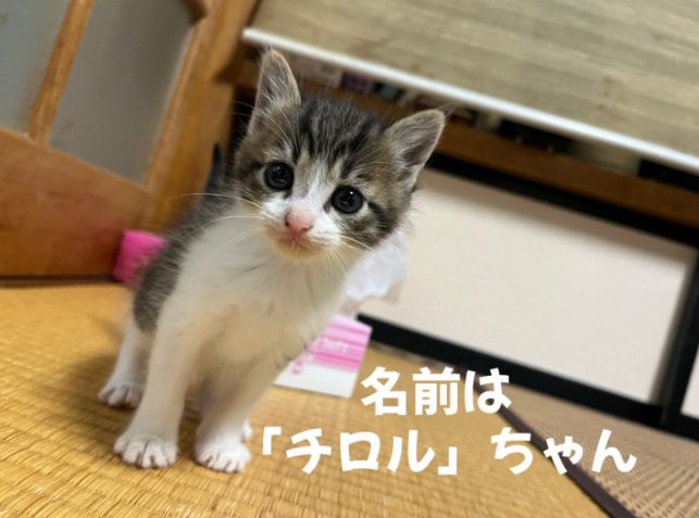 床に座っている子猫