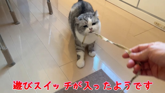 紐をくわえる猫