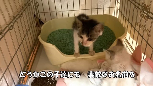 トイレの中の子猫