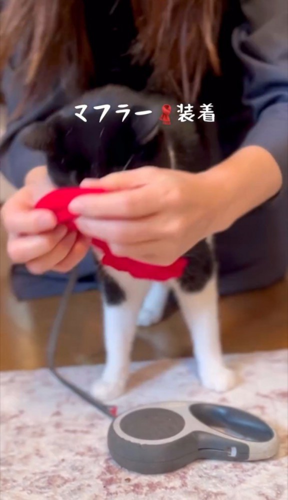 マフラーをつける猫