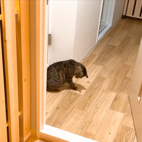 少し横を向く猫