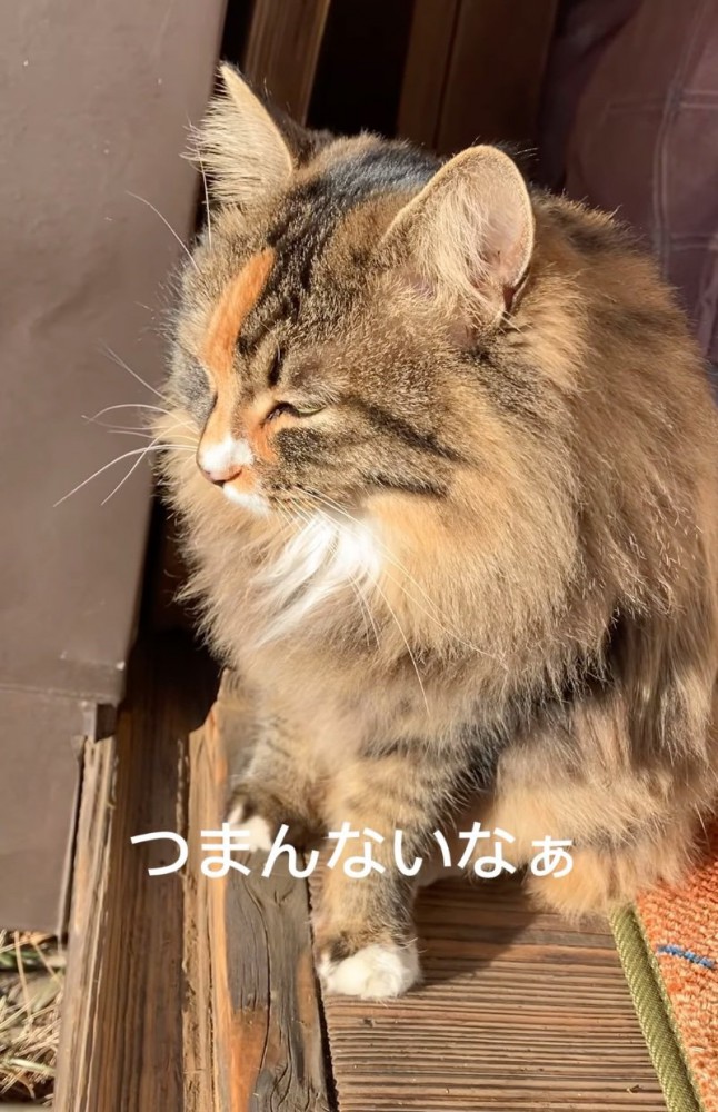 外を見つめる猫