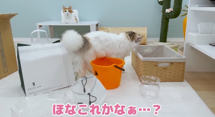 覗き込む猫