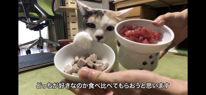 生まぐろと茹でまぐろ