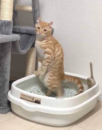 飼い主さんを見るむぎちゃん