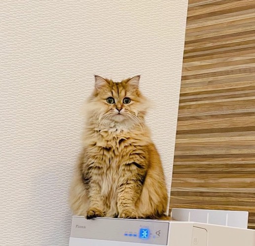 洗濯機の上に座るペルシャ猫