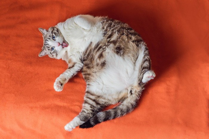 舌を出した猫