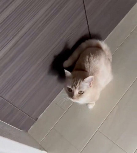 不思議そうに顔を上げる猫