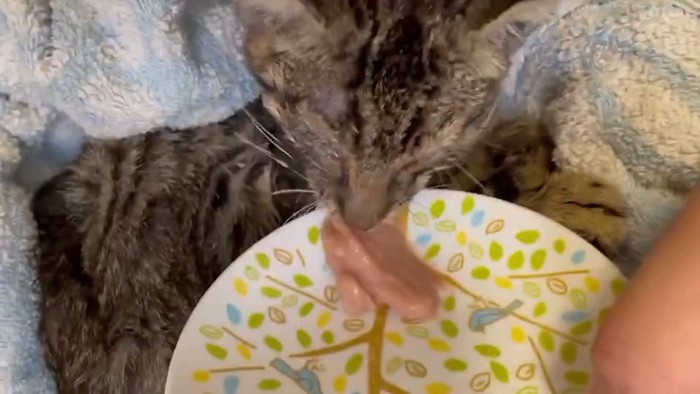 お皿のごはんを食べる子猫