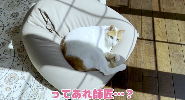 クッションの上の猫