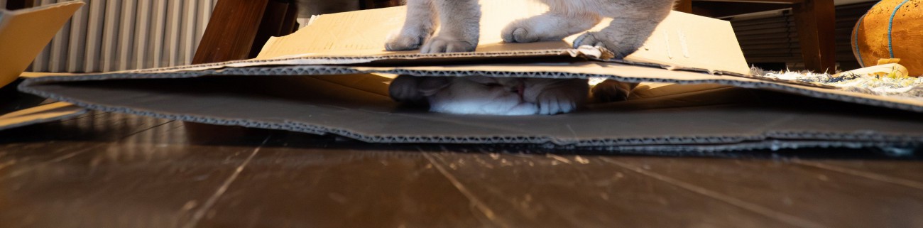 つぶれている猫