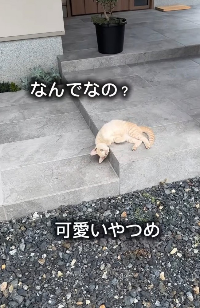 お腹を見せる子猫