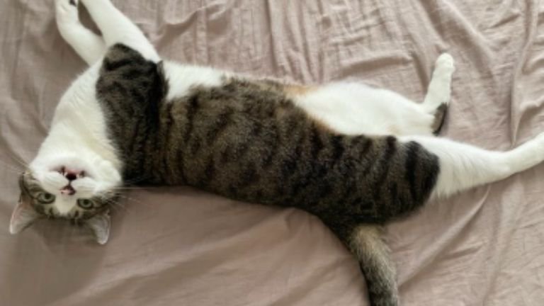 寝ている猫