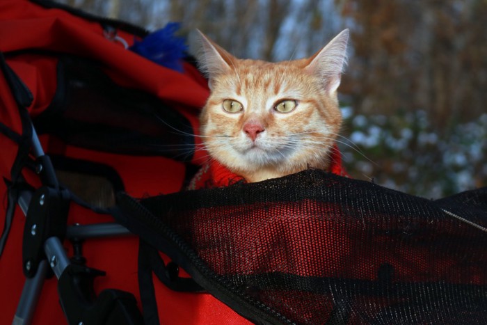 飼い主と窓辺に座る猫