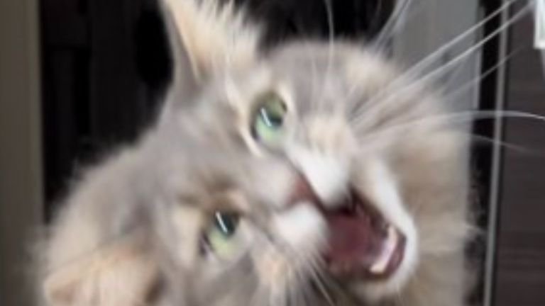 遊んでいる猫