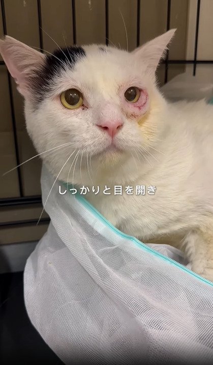ネットから出た猫