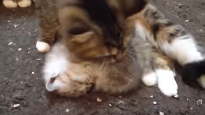 丸まって眠る子猫