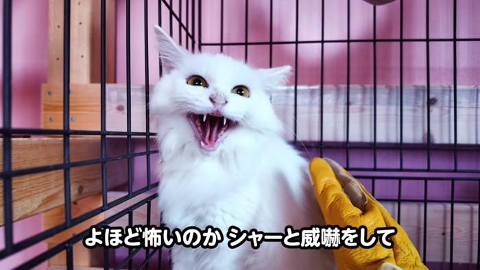 威嚇する猫