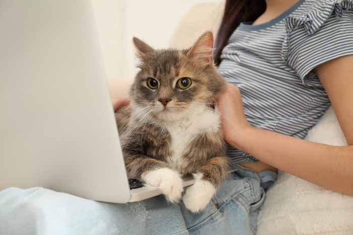 飼い主にしがみつく猫