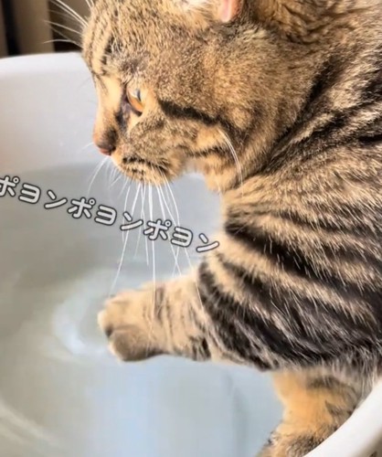 猫の短い手