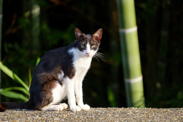 竹林に佇む猫