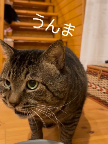 ごはんを食べる猫