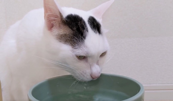 水を飲む猫