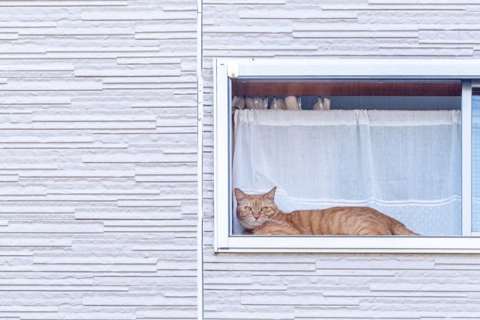 窓から外を見る猫