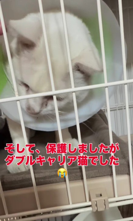 ケージの中の猫