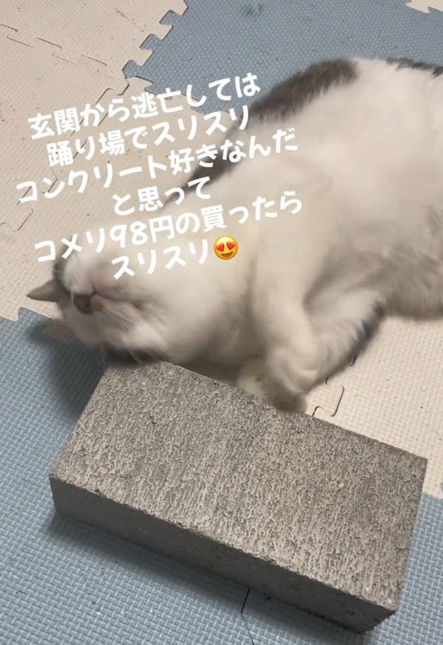 喜ぶ猫