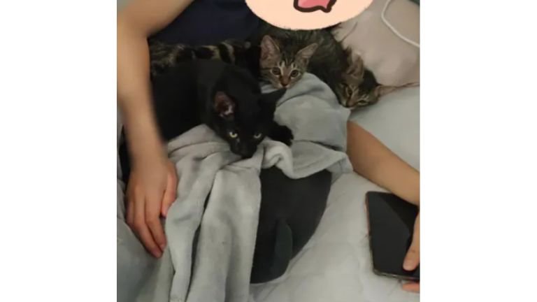 女性と子猫