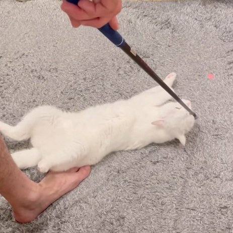 ゴルフクラブに頭をこすりつける白猫
