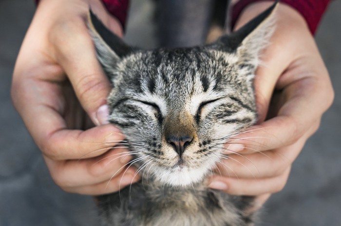 目を閉じる猫