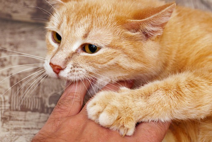 飼い主の手を噛む茶トラ猫