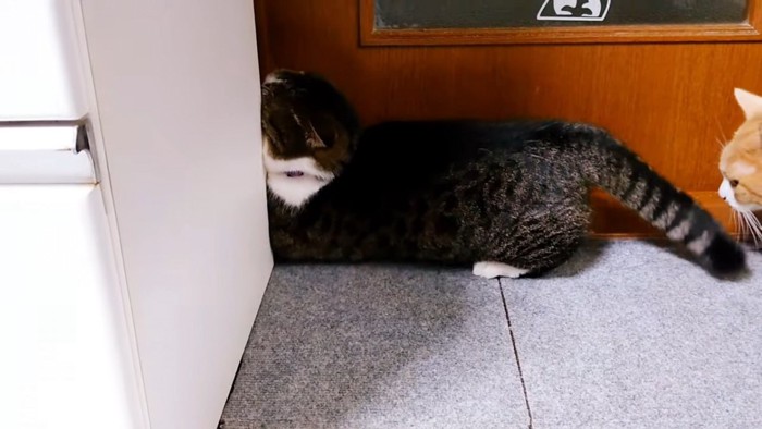 前足を奥に入れようとする猫