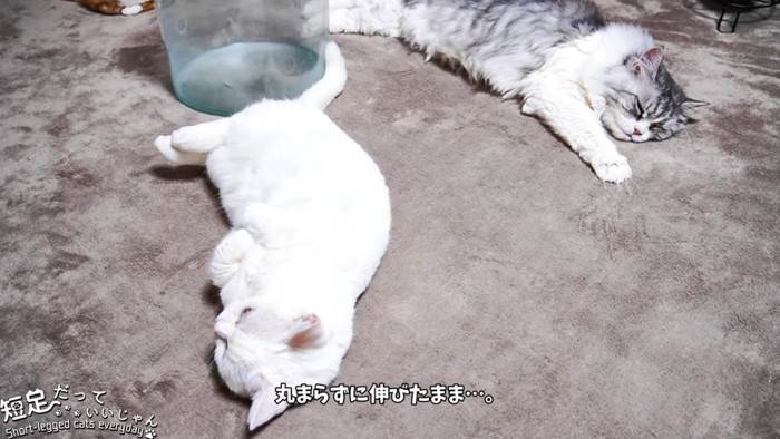 白猫と長毛猫